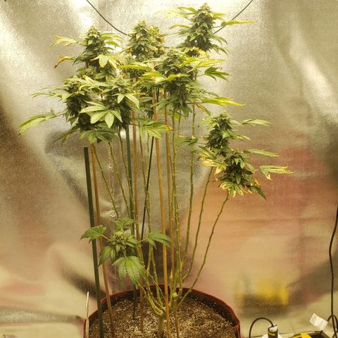 SLOAN LED 480w 4,000k(OG's Kush #2)(Fem) growlog timeline photo