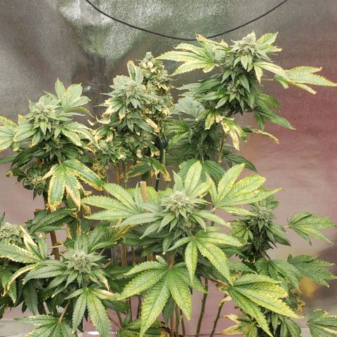 SLOAN LED 480w 4,000k(OG's Kush #2)(Fem) growlog timeline photo