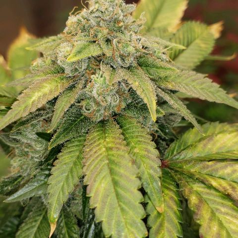 SLOAN LED 480w 4,000k(OG's Kush #2)(Fem) growlog timeline photo