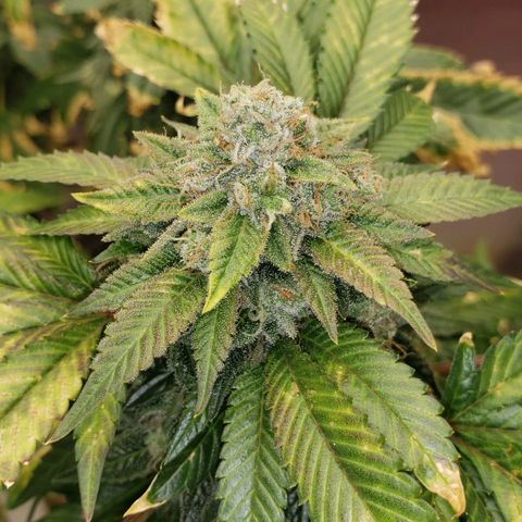 SLOAN LED 480w 4,000k(OG's Kush #2)(Fem) growlog timeline photo