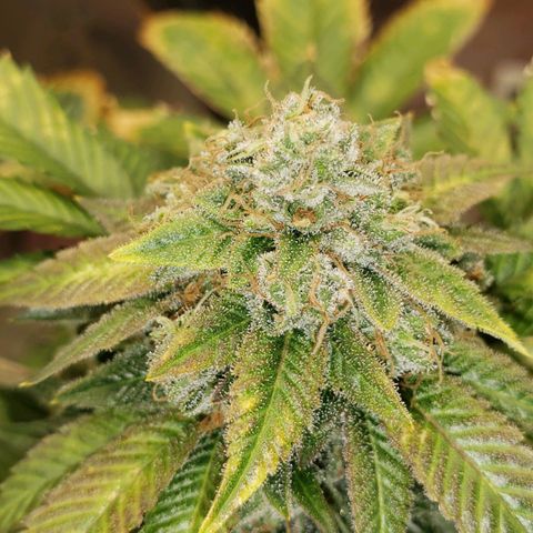 SLOAN LED 480w 4,000k(OG's Kush #2)(Fem) growlog timeline photo