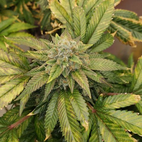 SLOAN LED 480w 4,000k(OG's Kush #2)(Fem) growlog timeline photo