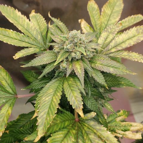 SLOAN LED 480w 4,000k(OG's Kush #2)(Fem) growlog timeline photo
