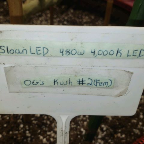 SLOAN LED 480w 4,000k(OG's Kush #2)(Fem) growlog timeline photo