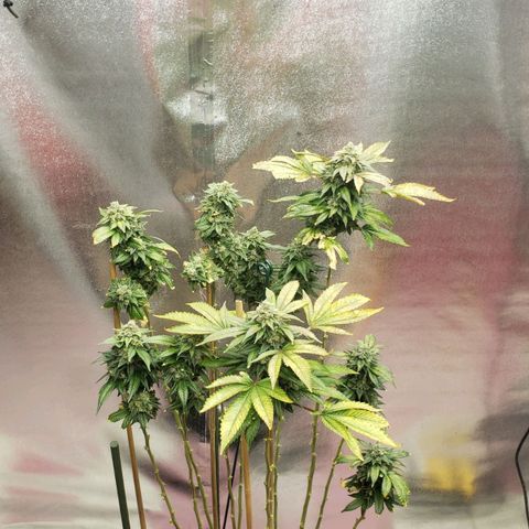 SLOAN LED 480w 4,000k(OG's Kush #2)(Fem) growlog timeline photo