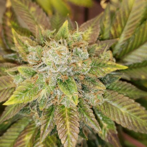 SLOAN LED 480w 4,000k(OG's Kush #2)(Fem) growlog timeline photo