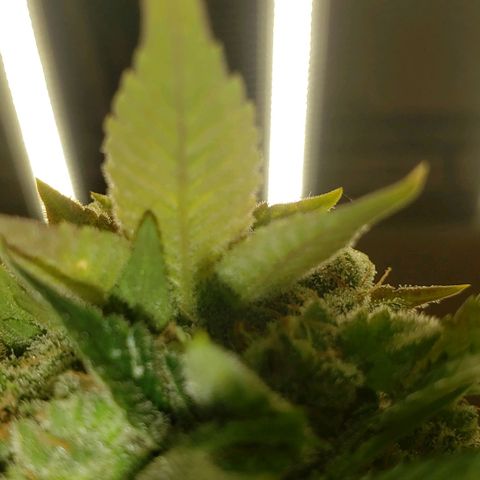 SLOAN LED 480w 4,000k(OG's Kush #2)(Fem) growlog timeline photo