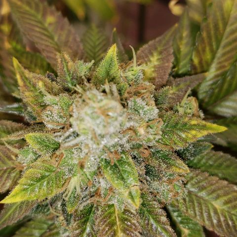 SLOAN LED 480w 4,000k(OG's Kush #2)(Fem) growlog timeline photo