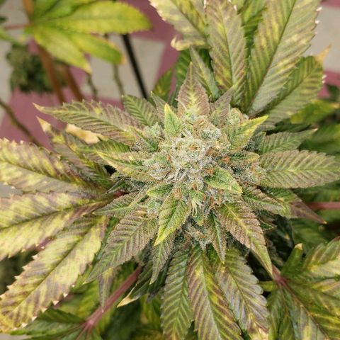 SLOAN LED 480w 4,000k(OG's Kush #2)(Fem) growlog timeline photo
