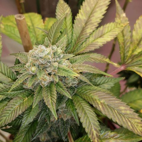 SLOAN LED 480w 4,000k(OG's Kush #2)(Fem) growlog timeline photo