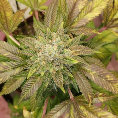SLOAN LED 480w 4,000k(OG's Kush #2)(Fem) growlog timeline photo