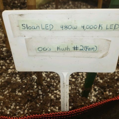 SLOAN LED 480w 4,000k(OG's Kush #2)(Fem) growlog timeline photo