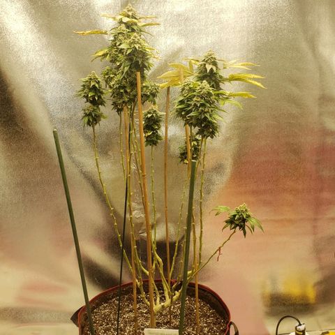 SLOAN LED 480w 4,000k(OG's Kush #2)(Fem) growlog timeline photo