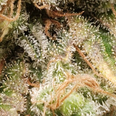 SLOAN LED 480w 4,000k(OG's Kush #2)(Fem) growlog timeline photo