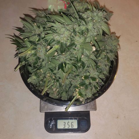 SLOAN LED 480w 4,000k(OG's Kush #2)(Fem) growlog photo: 356 grams wet weight