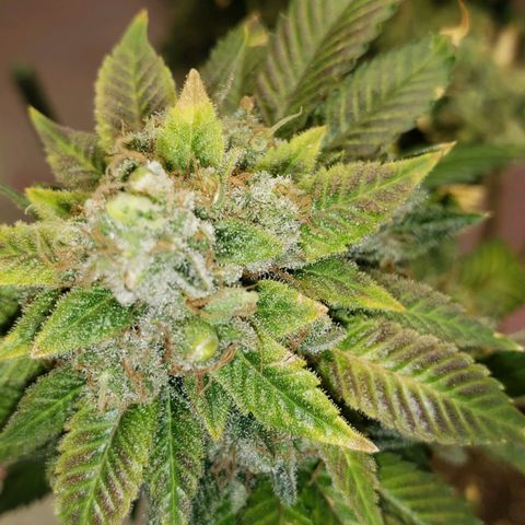 SLOAN LED 480w 4,000k(OG's Kush #2)(Fem) growlog timeline photo