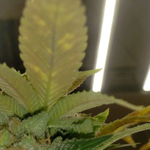 SLOAN LED 480w 4,000k(OG's Kush #2)(Fem) growlog timeline photo