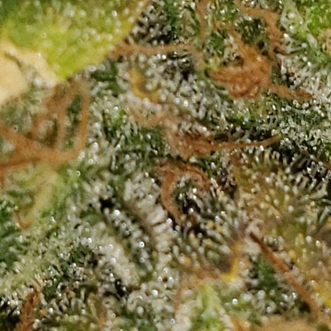 SLOAN LED 480w 4,000k(OG's Kush #2)(Fem) growlog timeline photo