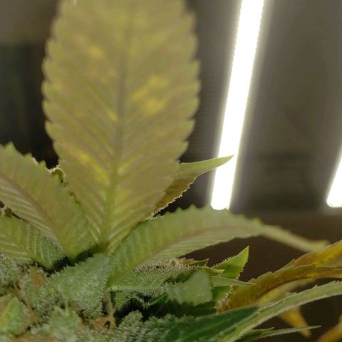 SLOAN LED 480w 4,000k(OG's Kush #2)(Fem) growlog timeline photo