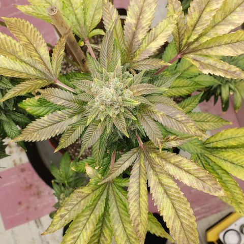 SLOAN LED 480w 4,000k(OG's Kush #2)(Fem) growlog timeline photo