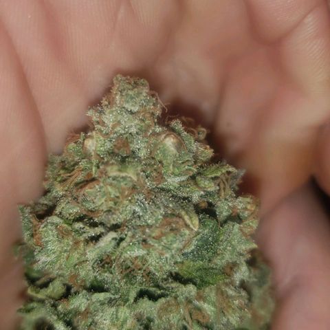 SLOAN LED 480w 4,000k(OG's Kush #2)(Fem) growlog timeline photo