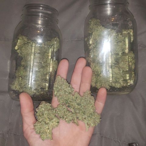 SLOAN LED 480w 4,000k(OG's Kush #2)(Fem) growlog timeline photo