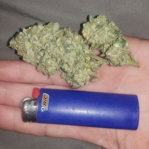 SLOAN LED 480w 4,000k(OG's Kush #2)(Fem) growlog timeline photo