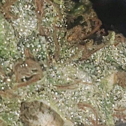 SLOAN LED 480w 4,000k(OG's Kush #2)(Fem) growlog timeline photo