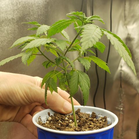 OG'S Kush × Chemdawg  #1 (F1)(Female) growlog timeline photo