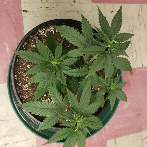 OG'S Kush × Chemdawg  #1 (F1)(Female) growlog timeline photo
