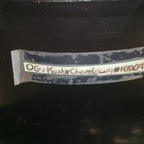 OG'S Kush × Chemdawg  #1 (F1)(Female) growlog timeline photo