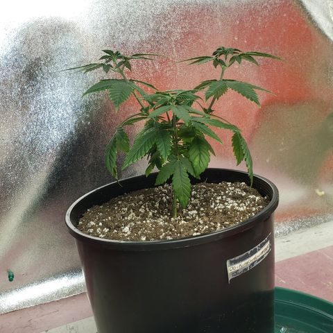 OG'S Kush × Chemdawg  #1 (F1)(Female) growlog timeline photo
