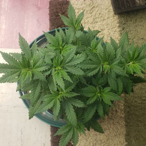 OG'S Kush × Chemdawg  #1 (F1)(Female) growlog timeline photo