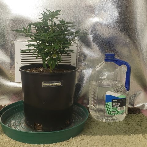 OG'S Kush × Chemdawg  #1 (F1)(Female) growlog timeline photo