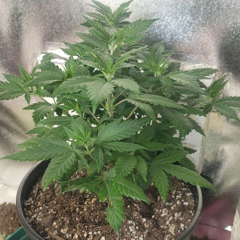 OG'S Kush × Chemdawg  #1 (F1)(Female) growlog timeline photo