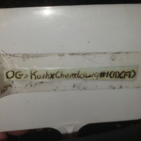 OG'S Kush × Chemdawg  #1 (F1)(Female) growlog timeline photo