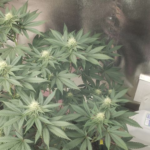 OG'S Kush × Chemdawg  #1 (F1)(Female) growlog timeline photo