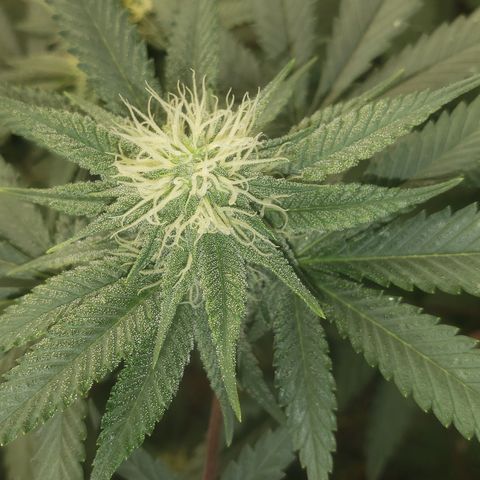OG'S Kush × Chemdawg  #1 (F1)(Female) growlog timeline photo