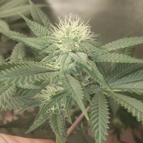 OG'S Kush × Chemdawg  #1 (F1)(Female) growlog timeline photo