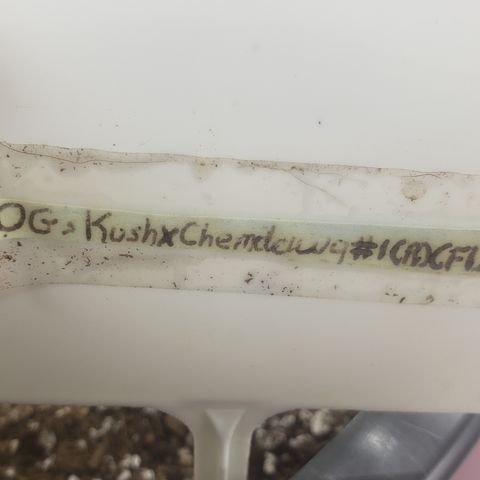 OG'S Kush × Chemdawg  #1 (F1)(Female) growlog timeline photo