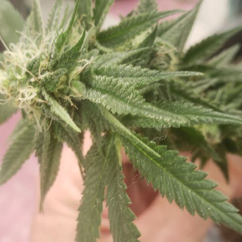 OG'S Kush × Chemdawg  #1 (F1)(Female) growlog timeline photo