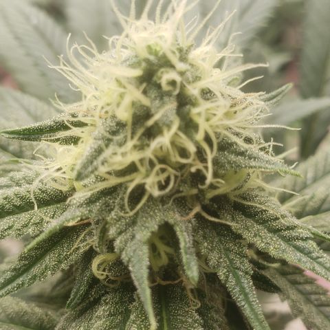 OG'S Kush × Chemdawg  #1 (F1)(Female) growlog timeline photo