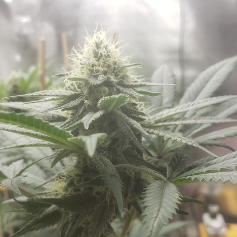 OG'S Kush × Chemdawg  #1 (F1)(Female) growlog timeline photo