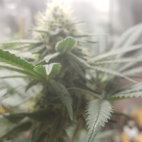 OG'S Kush × Chemdawg  #1 (F1)(Female) growlog timeline photo