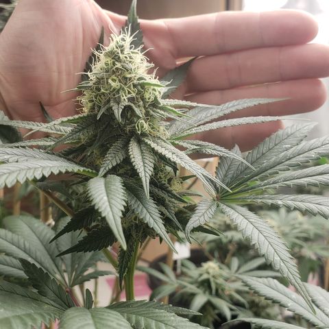 OG'S Kush × Chemdawg  #1 (F1)(Female) growlog timeline photo