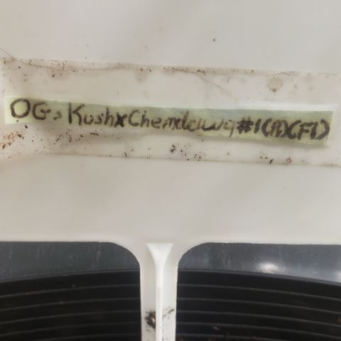 OG'S Kush × Chemdawg  #1 (F1)(Female) growlog timeline photo