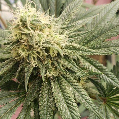 OG'S Kush × Chemdawg  #1 (F1)(Female) growlog timeline photo