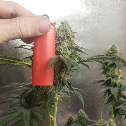OG'S Kush × Chemdawg  #1 (F1)(Female) growlog timeline photo