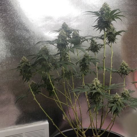 OG'S Kush × Chemdawg  #1 (F1)(Female) growlog timeline photo