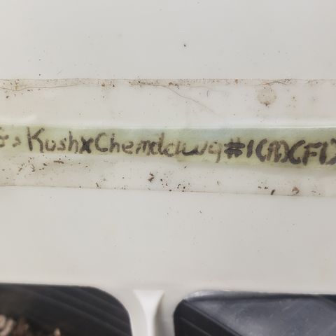 OG'S Kush × Chemdawg  #1 (F1)(Female) growlog timeline photo